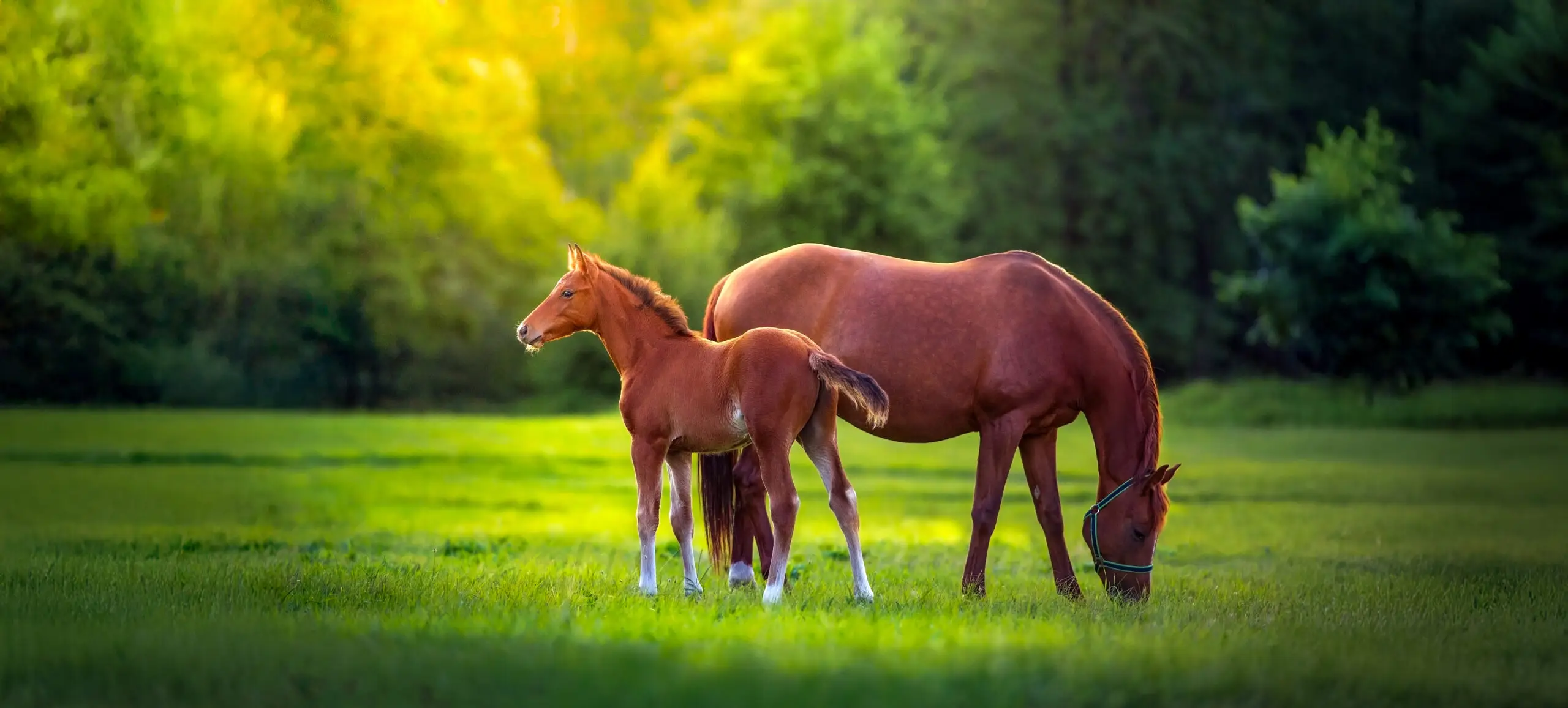 A foal out of a proven 1.60m dam line